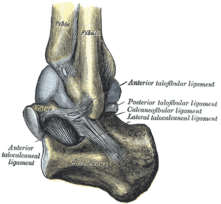 Talus bone - Wikipedia