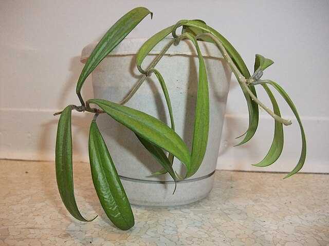 Hoya siamica - Wikiwand