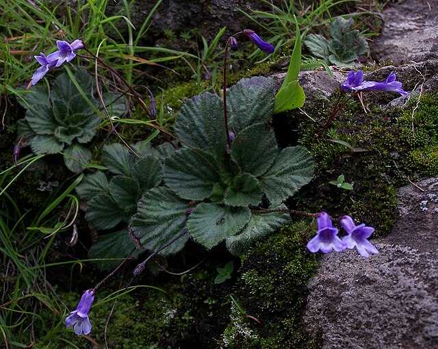 Corallodiscus Wikiwand