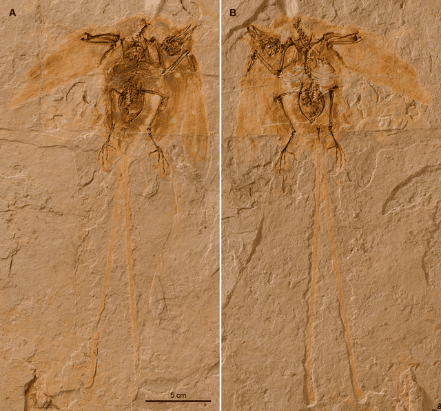 Ornithothoraces Wikiwand