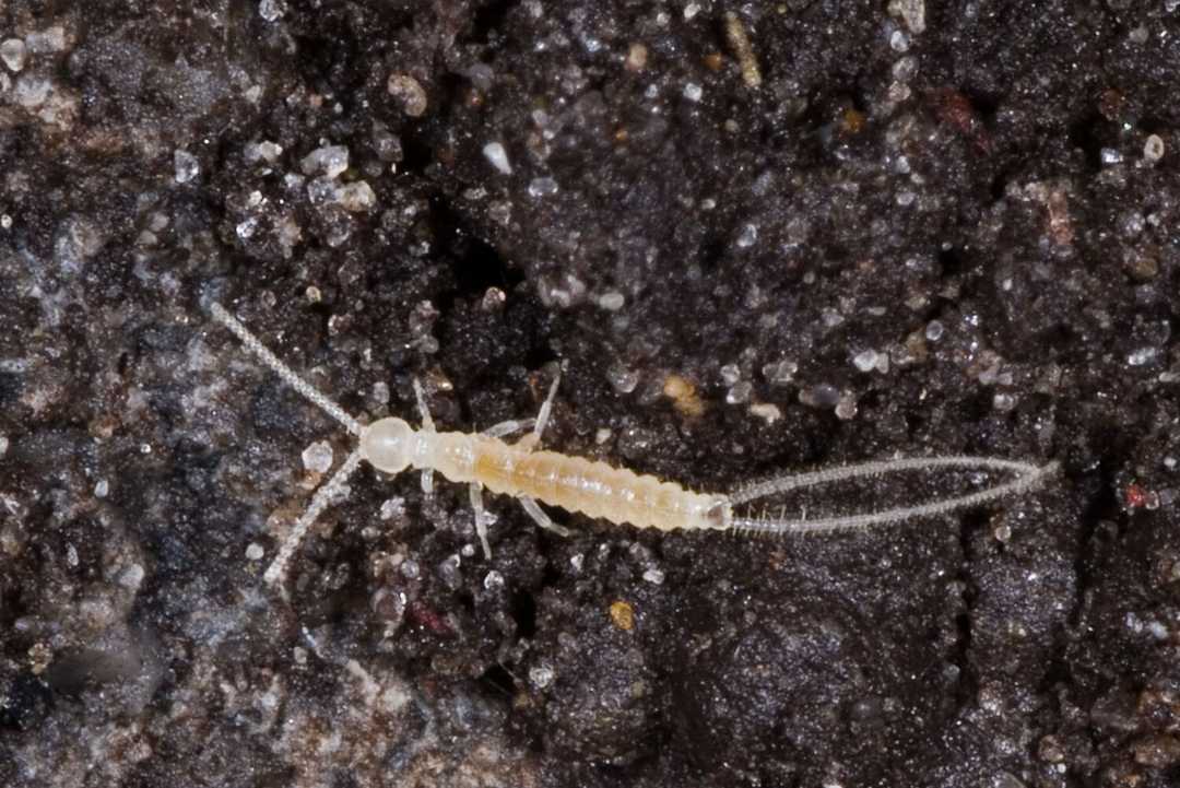 Diplura Wikiwand