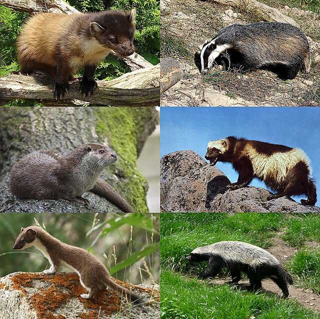 Mustelidae - Wikiwand