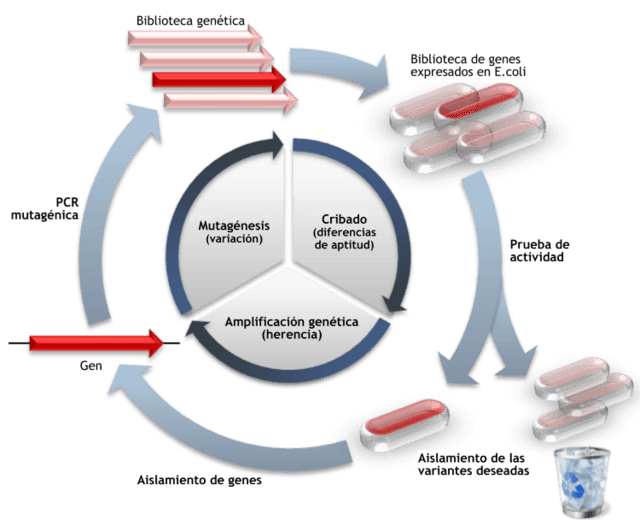 Evolución dirigida Wikiwand