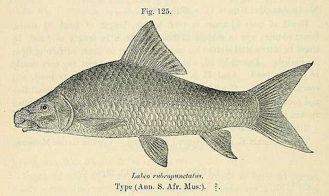 Purple labeo Wikiwand