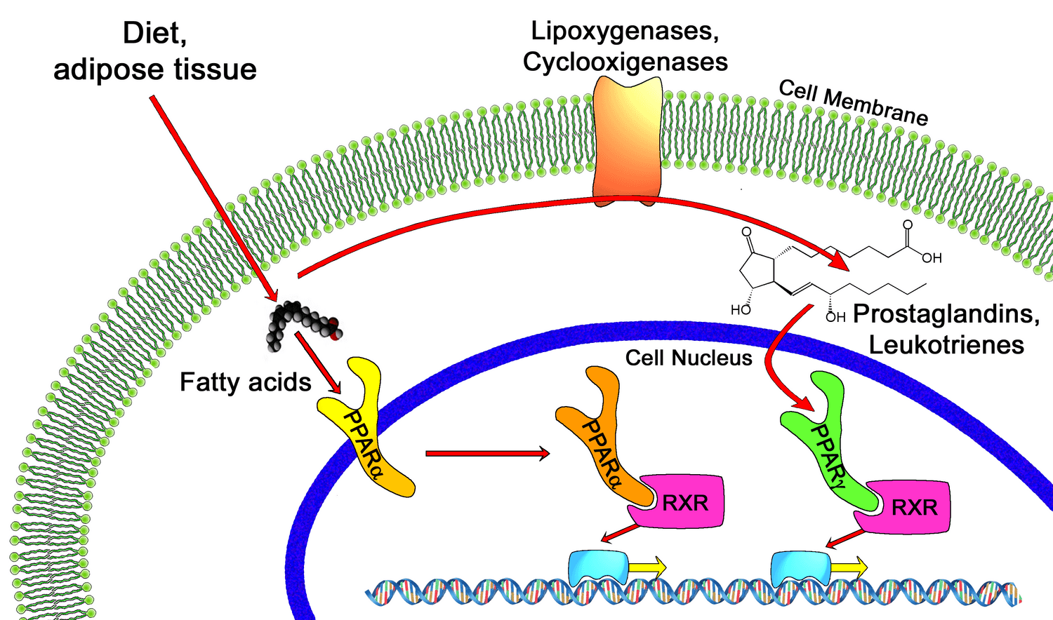 Peroxisom-Proliferator-aktivierte Rezeptoren - Wikiwand