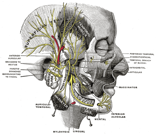 Parotitis - Wikiwand