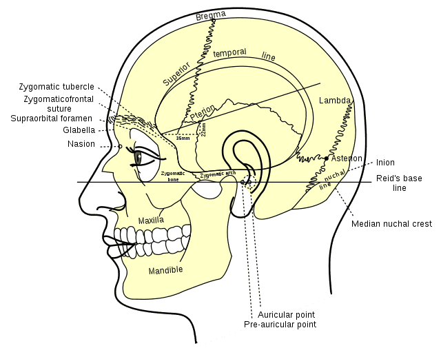 Lambda (anatomy) - Wikiwand