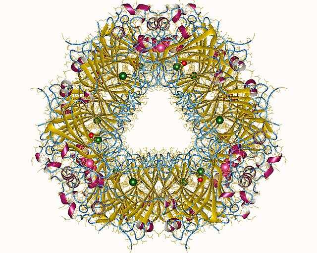 シュウ酸デカルボキシラーゼ Wikiwand