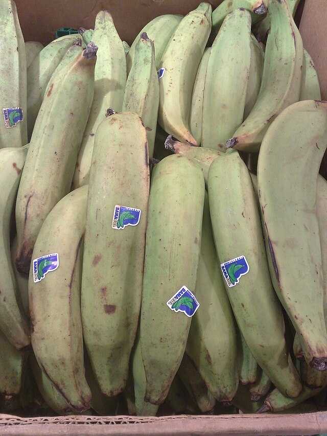 Banane plantain Wikiwand