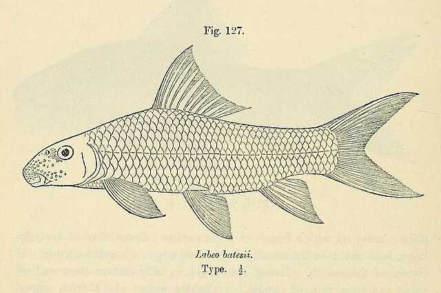 Labeo batesii Wikiwand