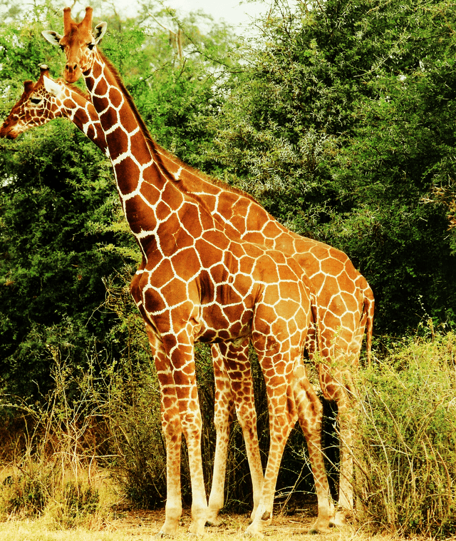 Nubian Giraffe