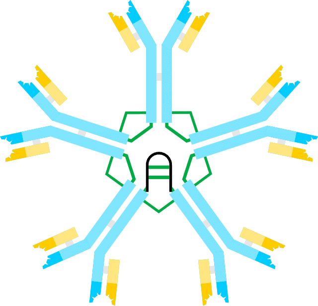 HyperIgM syndrome type 4 Wikiwand
