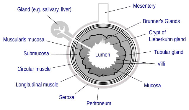 Lumen (anatomy) - Wikiwand