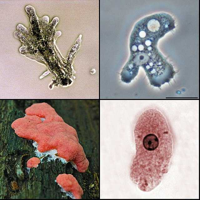 Amoebozoa Wikiwand