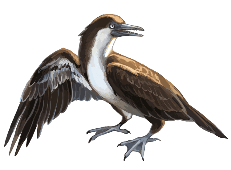 Yanornis Wikiwand