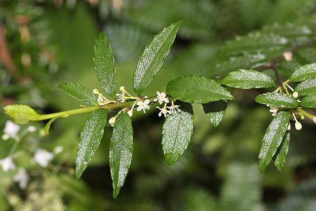 Ilex rugosa - Wikiwand