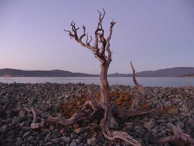 Wedge Island (Tasmania) Wikiwand