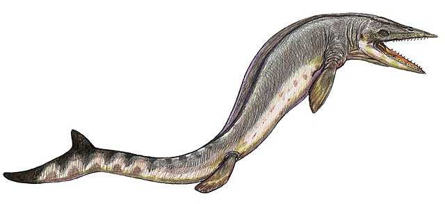 Taniwhasaurus Wikiwand