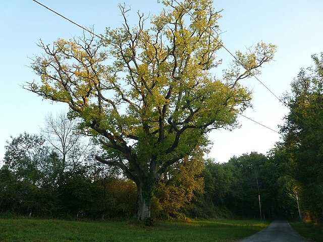 Forêt de Dirac Wikiwand
