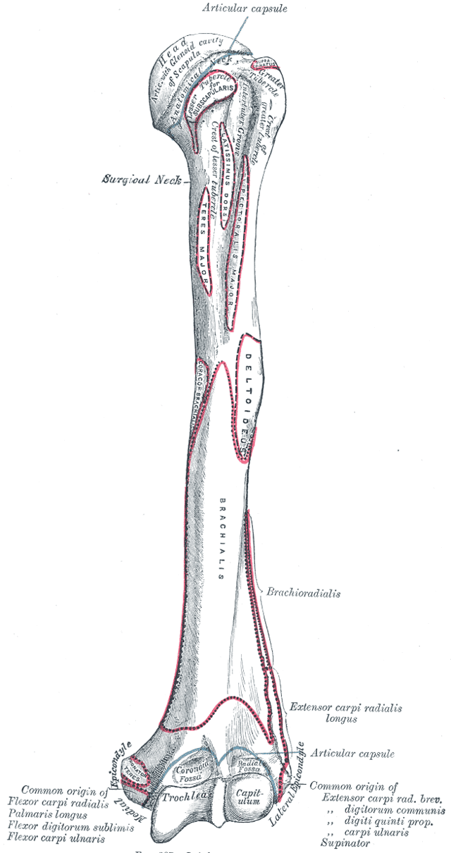 Coronoid fossa of the humerus - Wikiwand