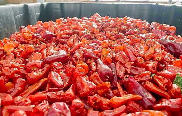 Chile comapeño Wikiwand