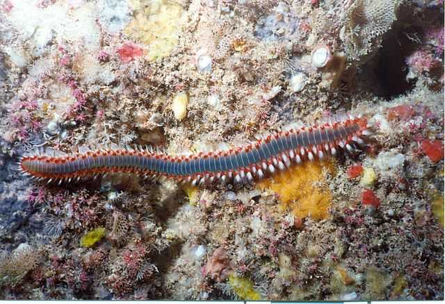 Bart-Feuerborstenwurm - Wikiwand