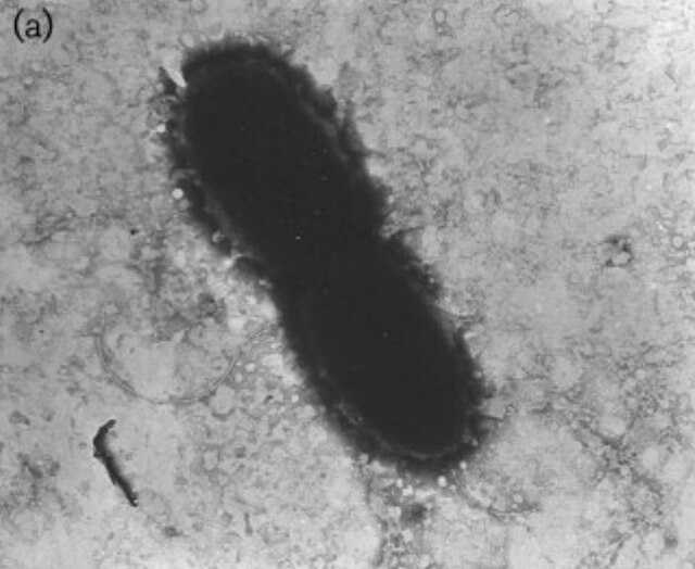 Massilia dura Wikiwand