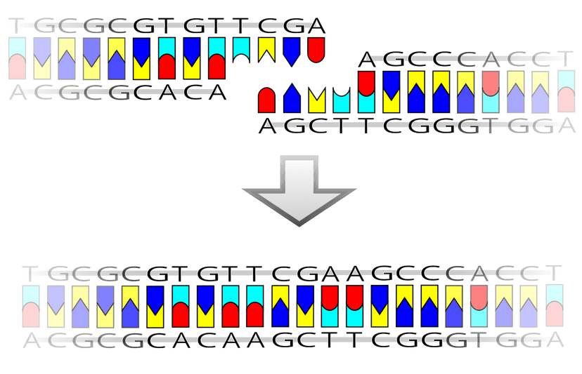 Ligation (molecular biology) Wikiwand