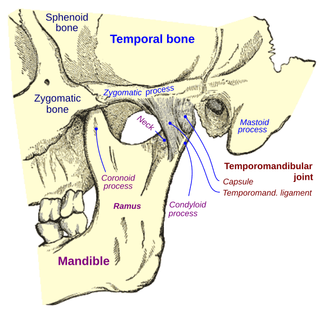 Mastoid part of the temporal bone Wikiwand