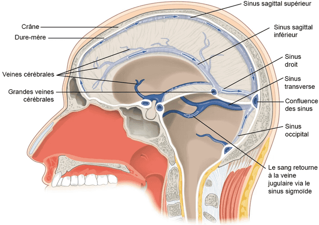 Sinus sigmoïde - Wikiwand