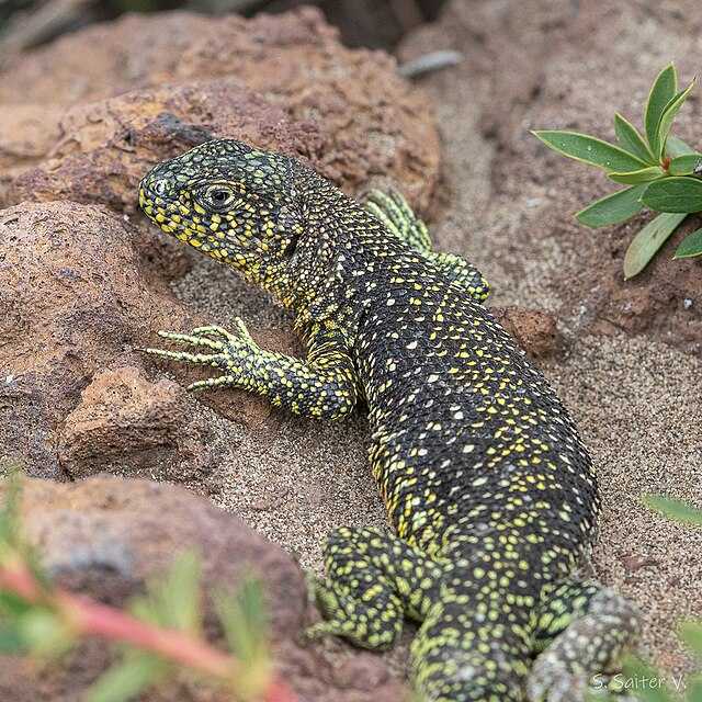 Liolaemus sarmientoi Wikiwand