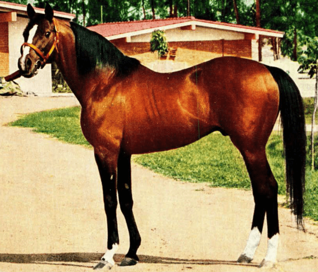 Coaraze (horse) Wikiwand