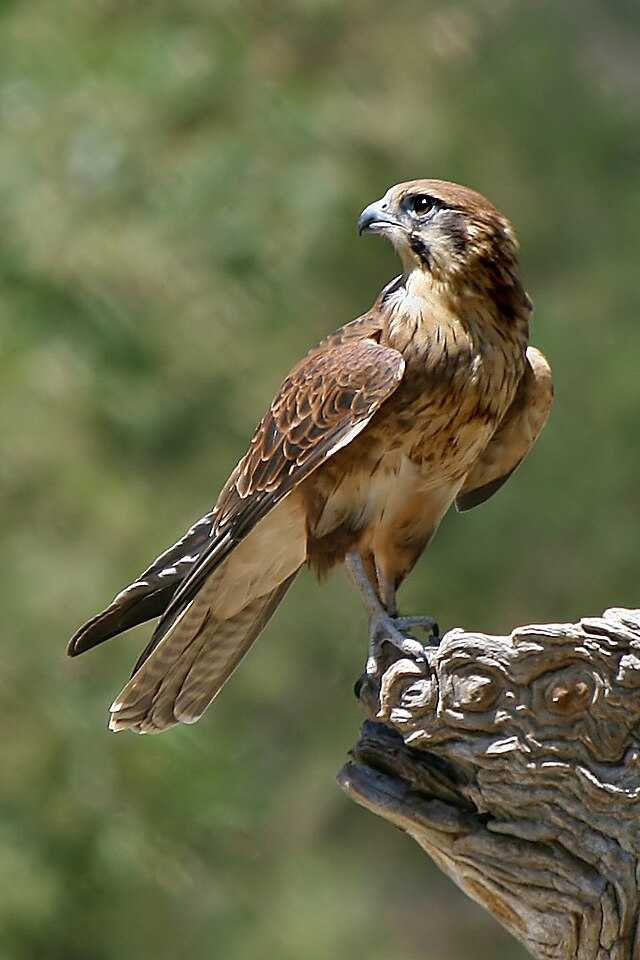 Falcon - Wikiwand