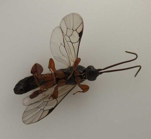 Hypsicera femoralis Wikiwand