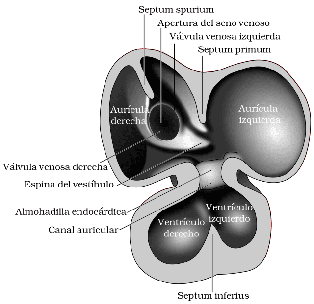 endocárdico Wikiwand