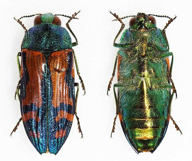 Conognatha chiliensis Wikiwand