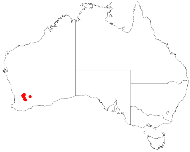 Leucopogon amplectens Wikiwand
