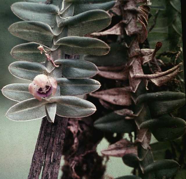 Dichaea Wikiwand