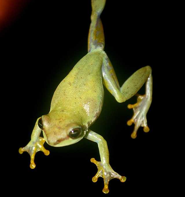 Hyperolius fusciventris Wikiwand