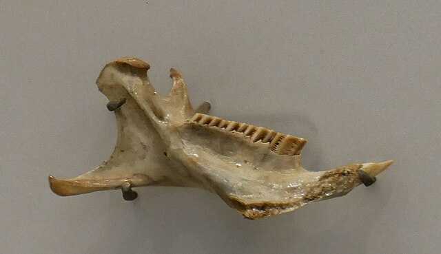 Isolobodon Wikiwand