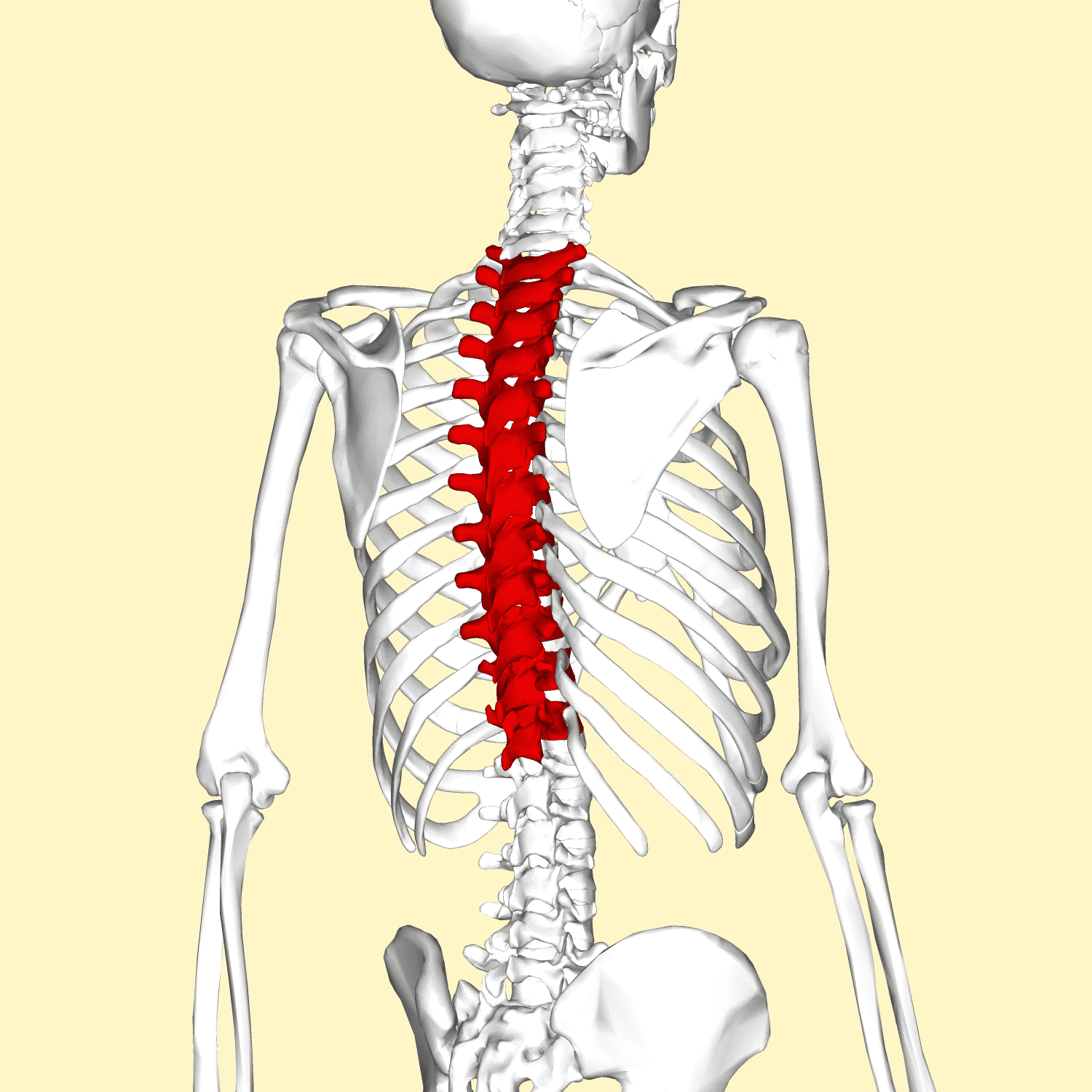Thoracic vertebrae Wikiwand