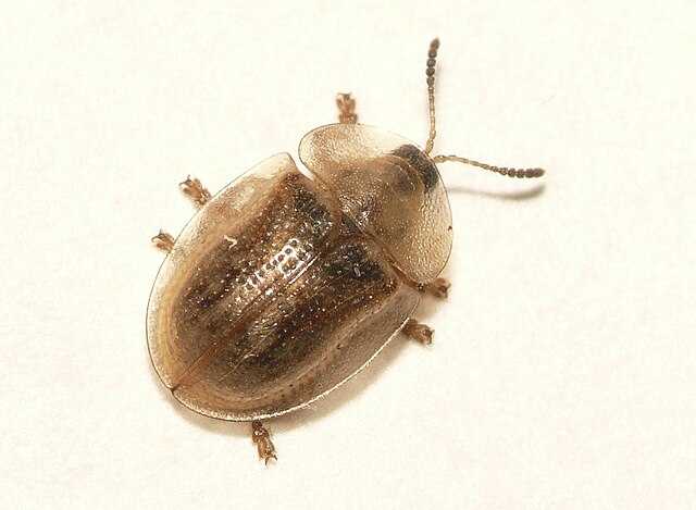 Cassida flaveola Wikiwand